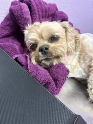 Shelter Stray Female Dog last seen Near Kinross, CITY of El Paso, TX, 5001 Fred Wilson Ave, El Paso, TX 79906, USA