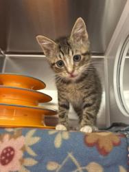 Shelter Stray Male Cat last seen E 59th St and Booth Ave, 64129, MO, 7077 Elmwood Ave, Kansas City, MO 64132, USA