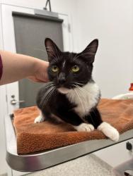 Shelter Stray Female Cat last seen Lawn AveKansas City, MO 64127, 64127, MO, 7077 Elmwood Ave, Kansas City, MO 64132, USA