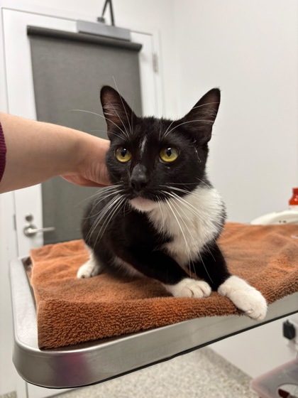 Shelter Stray Female Cat last seen Lawn AveKansas City, MO 64127, 64127, MO, 7077 Elmwood Ave, Kansas City, MO 64132, USA