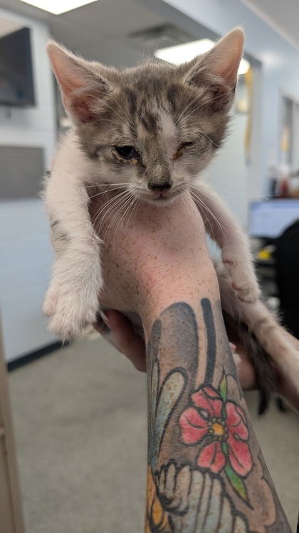 Shelter Stray Male Cat last seen Near NC-55, New Bern, , 1639 Old Airport Rd, New Bern, NC 28562, USA