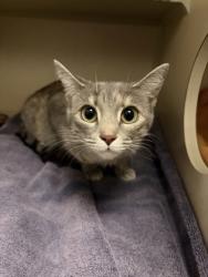 Shelter Stray Female Cat last seen BRADSHAW RD at LINCOLN VILLAGE DR, Rancho Cordova, CA, 6201 Florin Perkins Rd, Sacramento, CA 95828, USA