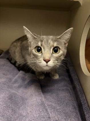 Shelter Stray Female Cat last seen BRADSHAW RD at LINCOLN VILLAGE DR, Rancho Cordova, CA, 6201 Florin Perkins Rd, Sacramento, CA 95828, USA