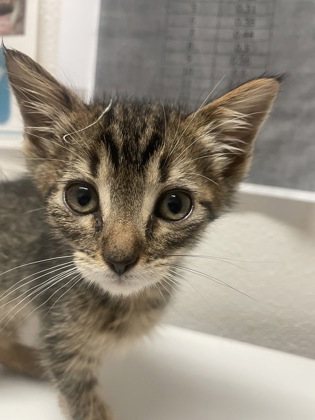 Shelter Stray Male Cat last seen Riley Anton Way, Rancho Cordova, CA, 6201 Florin Perkins Rd, Sacramento, CA 95828, USA