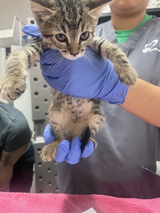 Shelter Stray Female Cat last seen Riley Anton Way, Rancho Cordova, CA, 6201 Florin Perkins Rd, Sacramento, CA 95828, USA