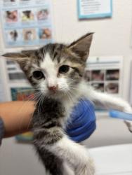 Shelter Stray Male Cat last seen Riley Anton Way, Rancho Cordova, CA, 6201 Florin Perkins Rd, Sacramento, CA 95828, USA