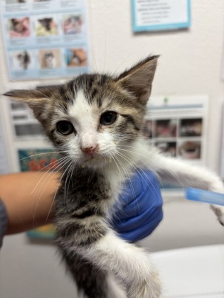 Shelter Stray Male Cat last seen Riley Anton Way, Rancho Cordova, CA, 6201 Florin Perkins Rd, Sacramento, CA 95828, USA