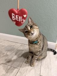Reunited Female Cat last seen Arrowwood Dr Arlington, Texas, Arlington, TX 76001