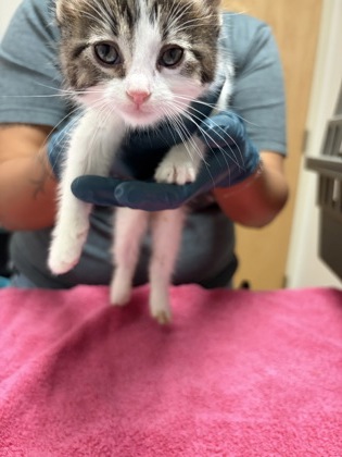 Shelter Stray Female Cat last seen Riley Anton Way, Rancho Cordova, CA, 6201 Florin Perkins Rd, Sacramento, CA 95828, USA