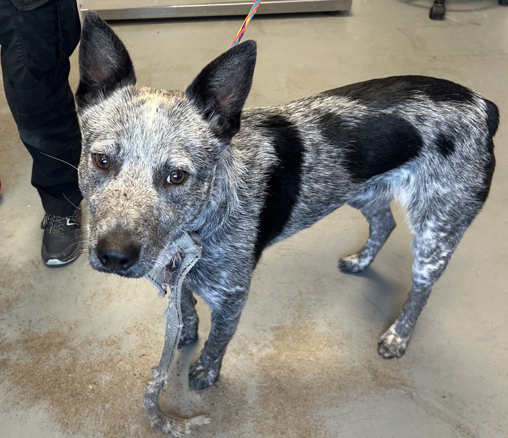 Shelter Stray Male Dog last seen Near W Marquette Drive, Midvale, UT, 84047, 511 W 3900 S, Salt Lake City, UT 84123, USA