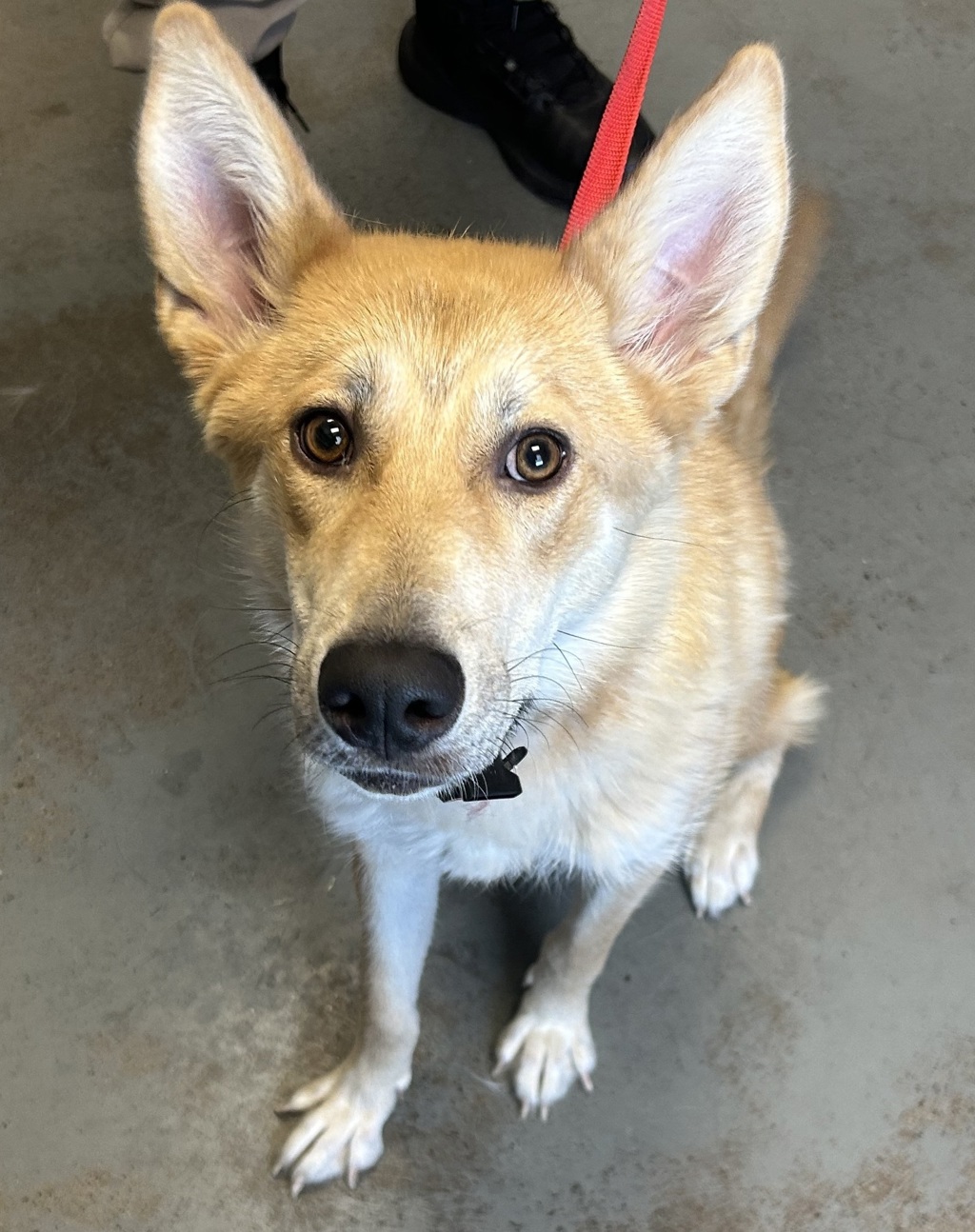 Shelter Stray Female Dog last seen Near W 900 N, SALT LAKE CITY, UT, 84116, 511 W 3900 S, Salt Lake City, UT 84123, USA
