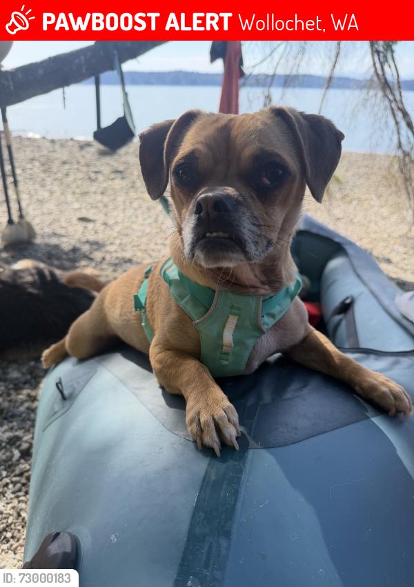 Lost Male Dog last seen Near Ave NW gig harbor WA - Powerline trail at the end of cuschman trail , Wollochet, WA 98335
