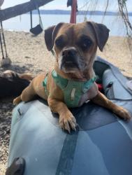 Lost Male Dog last seen Near Ave NW gig harbor WA - Powerline trail at the end of cuschman trail , Wollochet, WA 98335