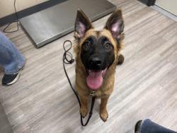 Shelter Stray Female Dog last seen Newport Terrace, Vista, CA, 92084, Oceanside, CA 92058, USA