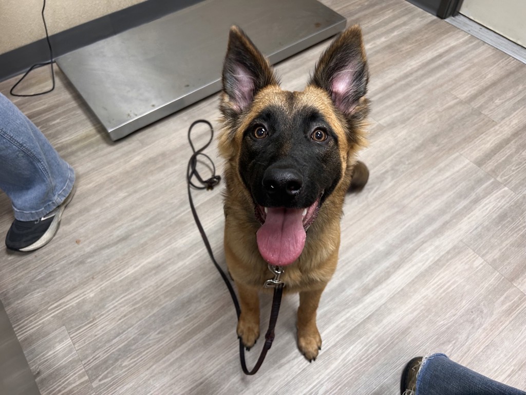 Shelter Stray Female Dog last seen Newport Terrace, Vista, CA, 92084, Oceanside, CA 92058, USA