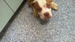 Shelter Stray Unknown Dog last seen CHARLOTTE, 8315 Byrum Dr, Charlotte, NC 28217, USA