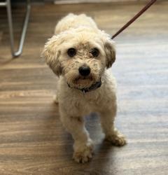 Shelter Stray Male Dog last seen Near Payne Street, San Diego, CA, 92113, 5500 Gaines St, San Diego, CA 92110, USA