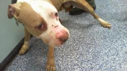 Shelter Stray Unknown Dog last seen CHARLOTTE, 8315 Byrum Dr, Charlotte, NC 28217, USA