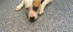 Shelter Stray Unknown Dog last seen CHARLOTTE, 8315 Byrum Dr, Charlotte, NC 28217, USA