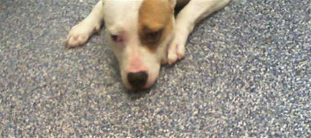 Shelter Stray Unknown Dog last seen CHARLOTTE, 8315 Byrum Dr, Charlotte, NC 28217, USA