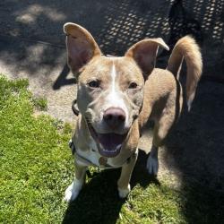 Shelter Stray Male Dog last seen seen alone with Harness and leash near the railroad tracks leading to EB SPCA oak campus, OAKLAND, CA, 94621, 8323 Baldwin St, Oakland, CA 94621, USA