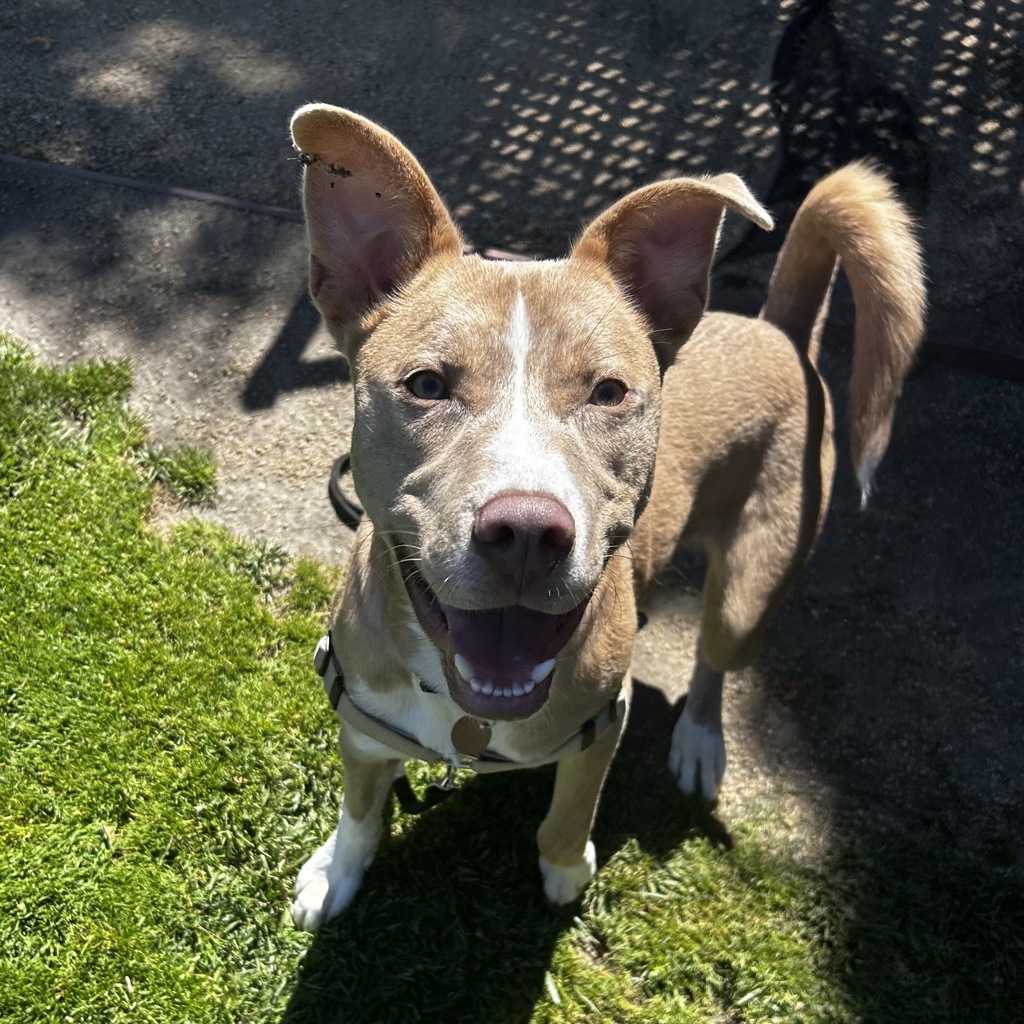 Shelter Stray Male Dog last seen seen alone with Harness and leash near the railroad tracks leading to EB SPCA oak campus, OAKLAND, CA, 94621, 8323 Baldwin St, Oakland, CA 94621, USA