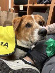Shelter Stray Male Dog last seen Near Klauber Avenue, San Diego, CA, 92114, 5500 Gaines St, San Diego, CA 92110, USA