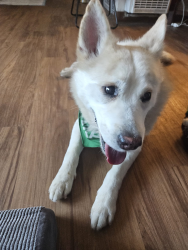 Shelter Stray Male Dog last seen Camino De La Plaza Drive, San Diego, CA, 92173, 5500 Gaines St, San Diego, CA 92110, USA