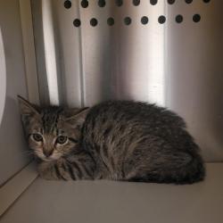 Shelter Stray Female Cat last seen Near Zephyr Place, LIVERMORE, CA, 94550, 8323 Baldwin St, Oakland, CA 94621, USA