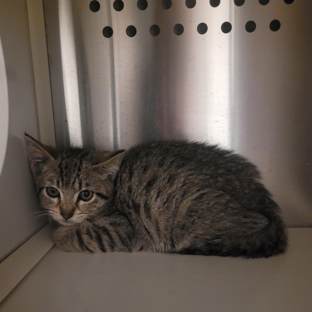 Shelter Stray Female Cat last seen Near Zephyr Place, LIVERMORE, CA, 94550, 8323 Baldwin St, Oakland, CA 94621, USA