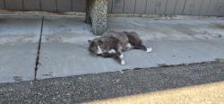 Reunited Unknown Cat last seen Near 5th Street, Pacific Ridge s , Snohomish, WA 98290