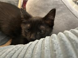 Shelter Stray Female Cat last seen Near S 58th Street, San Diego, CA, 92114, 5500 Gaines St, San Diego, CA 92110, USA