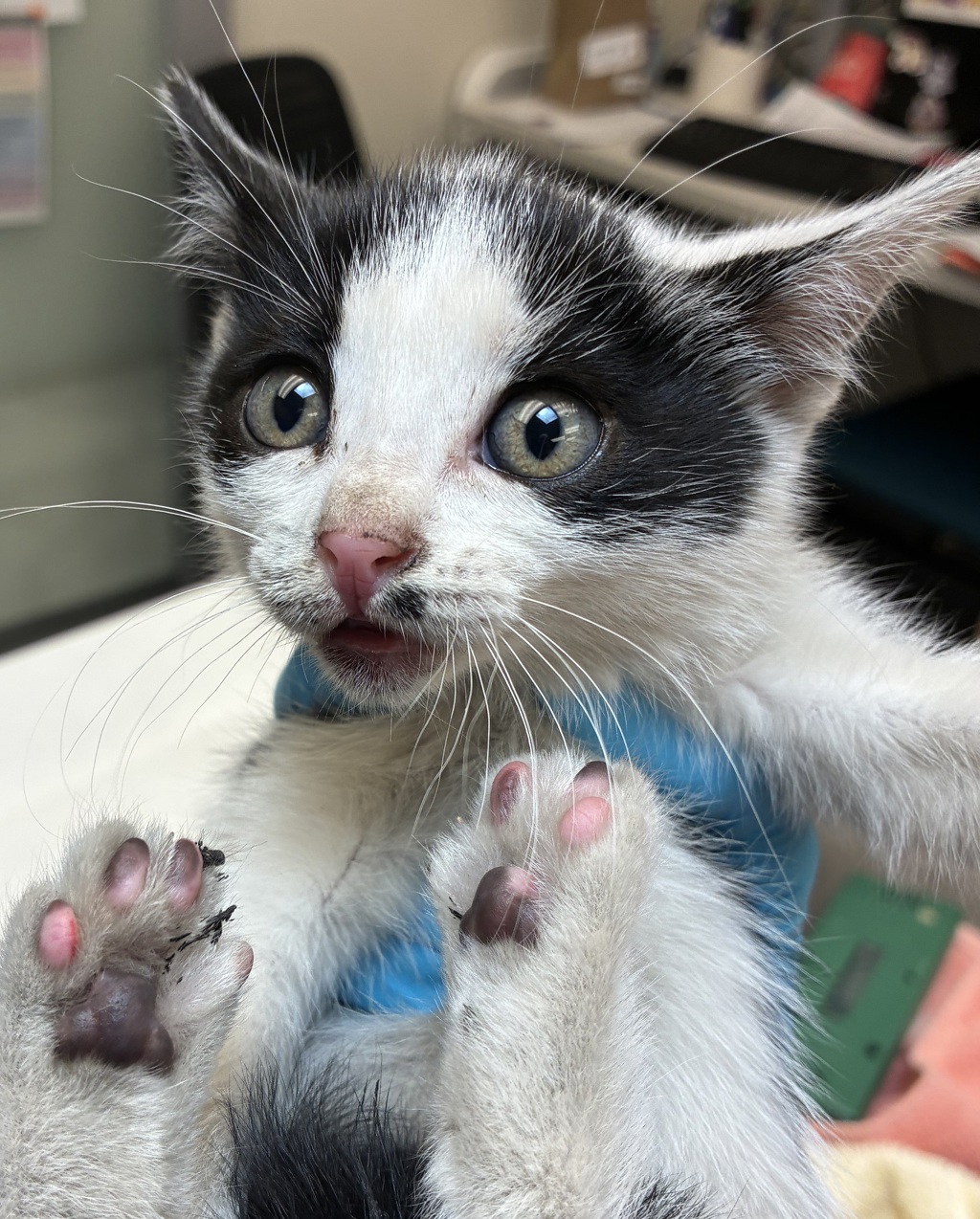 Shelter Stray Female Cat last seen Stark and 148th, PORTLAND, OR, 97233, 1700 W Historic Columbia River Hwy, Troutdale, OR 97060, USA