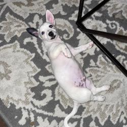 Reunited Male Dog last seen Hemphill street, Fort Worth, TX 76115