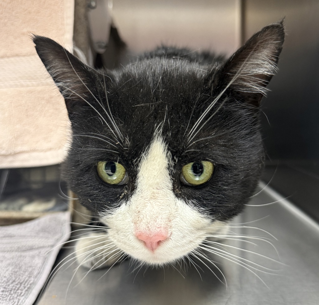 Shelter Stray Male Cat last seen 27th/powell, OR, 1700 W Historic Columbia River Hwy, Troutdale, OR 97060, USA