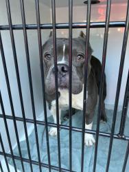 Shelter Stray Male Dog last seen 134th/Powell, OR, 1700 W Historic Columbia River Hwy, Troutdale, OR 97060, USA