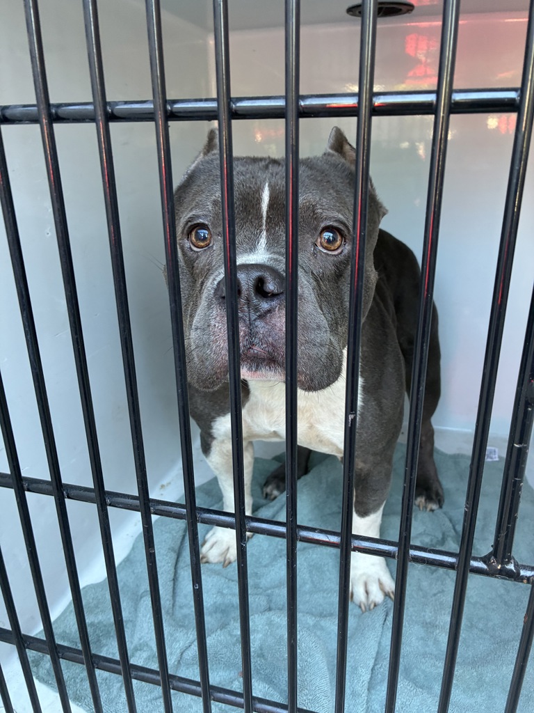 Shelter Stray Male Dog last seen 134th/Powell, OR, 1700 W Historic Columbia River Hwy, Troutdale, OR 97060, USA
