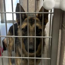 Shelter Stray Female Dog last seen 110th & Halsey, PORTLAND, OR, 97220, 1700 W Historic Columbia River Hwy, Troutdale, OR 97060, USA