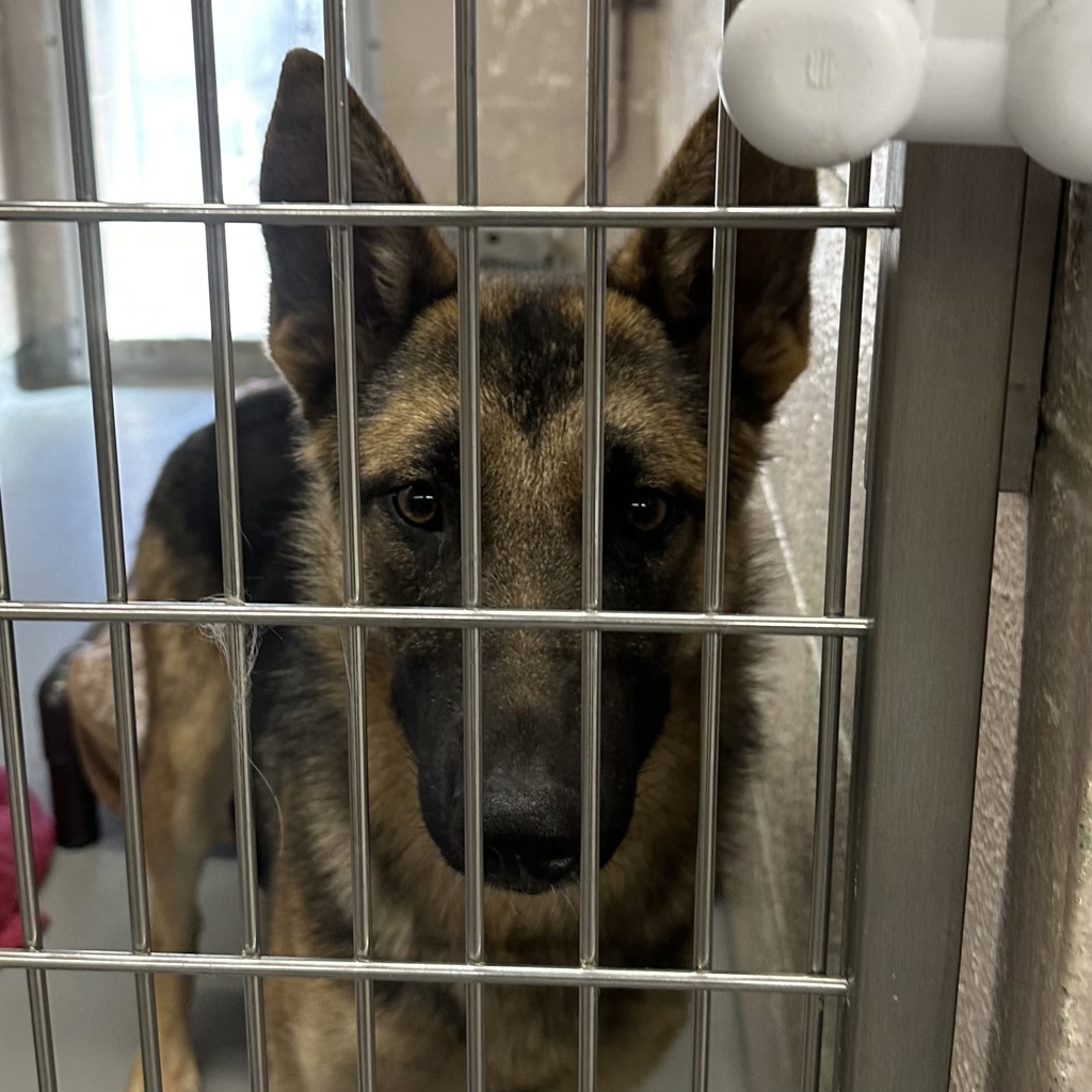 Shelter Stray Female Dog last seen 110th & Halsey, PORTLAND, OR, 97220, 1700 W Historic Columbia River Hwy, Troutdale, OR 97060, USA
