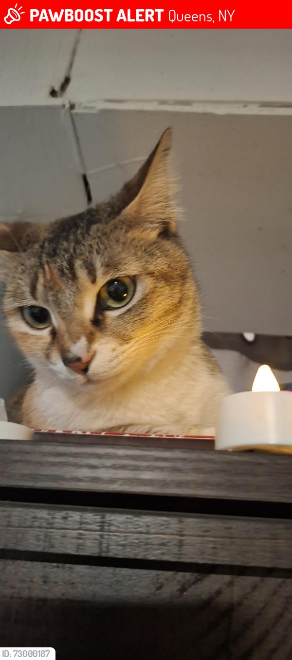Lost Female Cat last seen Near street hillside Jamaica , Queens, NY 11423