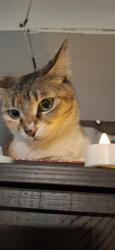 Lost Female Cat last seen Near street hillside Jamaica , Queens, NY 11423