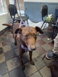 Shelter Stray Male Dog last seen 116st, NEW YORK, NY, 10029, 326 E 110th St, New York, NY 10029, USA