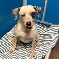 Shelter Stray Female Dog last seen , 11665 US-89, Flagstaff, AZ 86004, USA