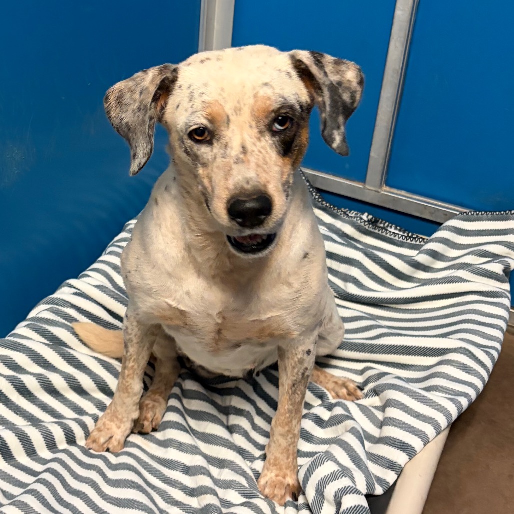 Shelter Stray Female Dog last seen , 11665 US-89, Flagstaff, AZ 86004, USA