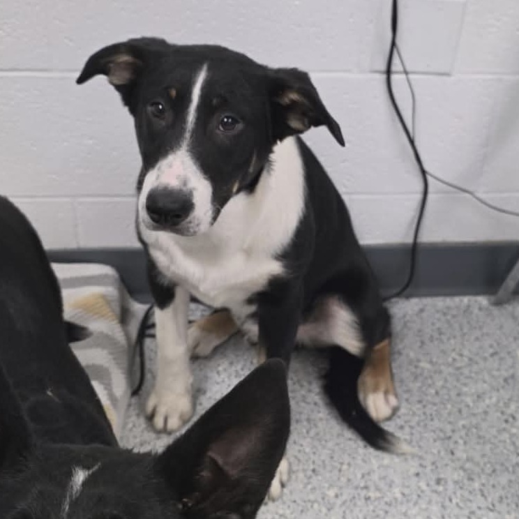 Shelter Stray Male Dog last seen , 5801 Graye Ln, Caldwell, ID 83607, USA