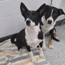 Shelter Stray Female Dog last seen , 5801 Graye Ln, Caldwell, ID 83607, USA
