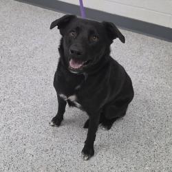 Shelter Stray Female Dog last seen , 5801 Graye Ln, Caldwell, ID 83607, USA