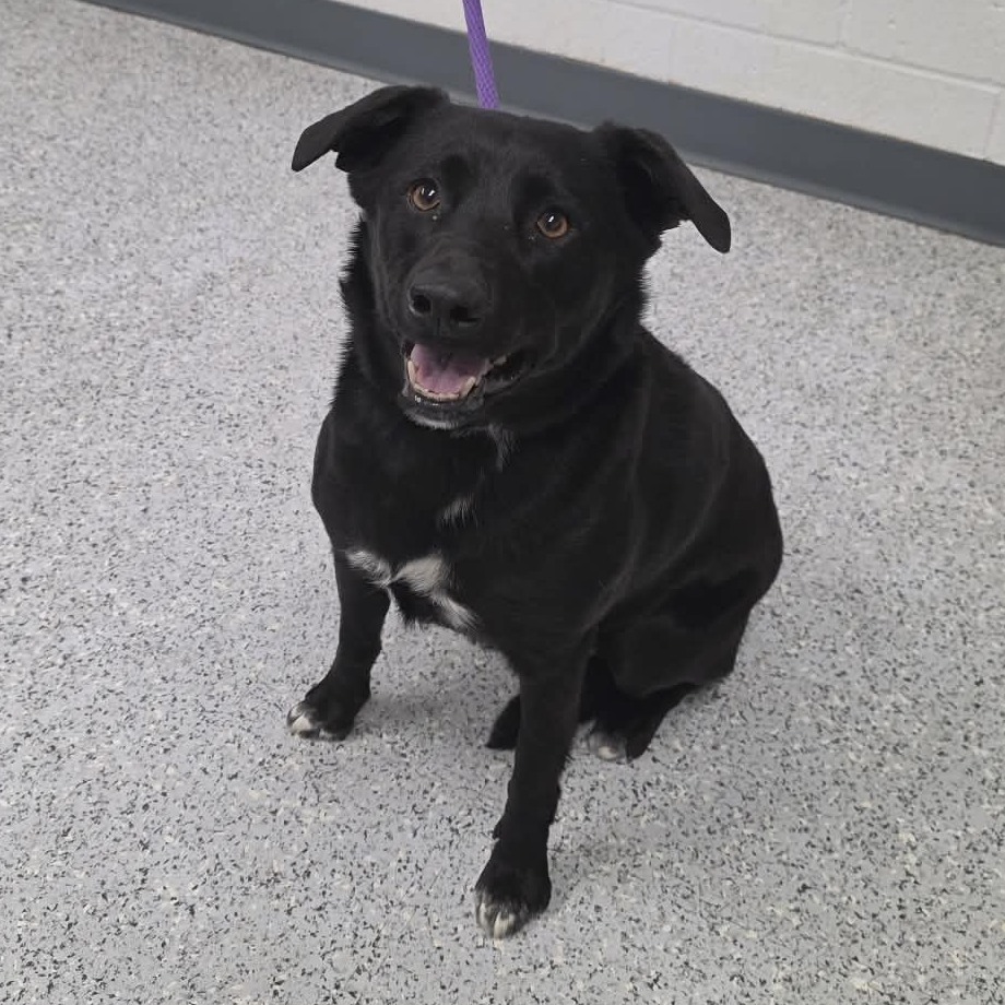 Shelter Stray Female Dog last seen , 5801 Graye Ln, Caldwell, ID 83607, USA