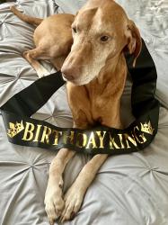 Reunited Male Dog last seen Park ave, 14th ave, 15th ave, Eastside park, Paterson, NJ 07504
