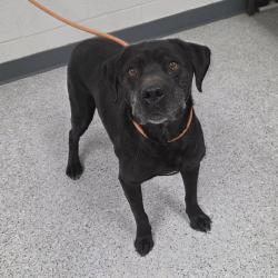 Shelter Stray Male Dog last seen , 5801 Graye Ln, Caldwell, ID 83607, USA